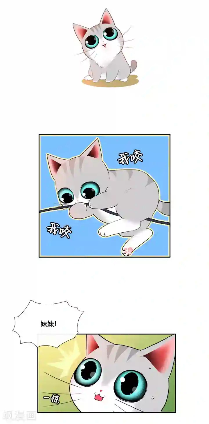 ICE-Cold要员的捡猫事件第44话