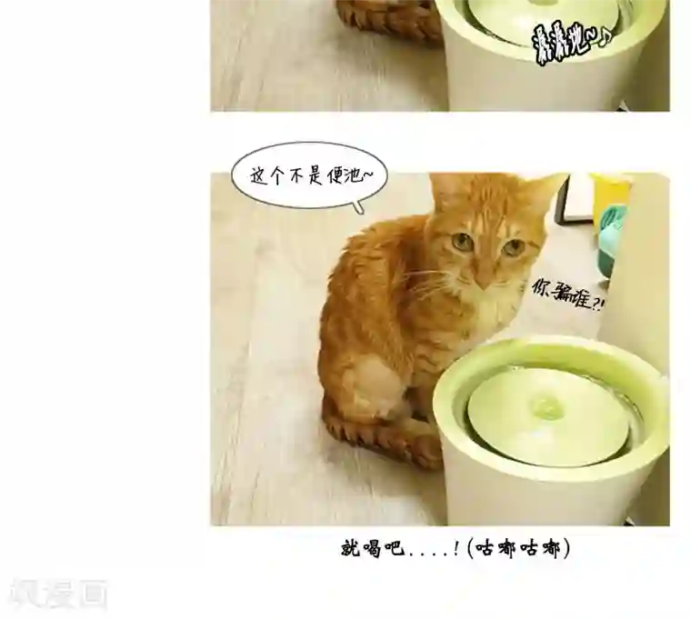 ICE-Cold要员的捡猫事件第76话