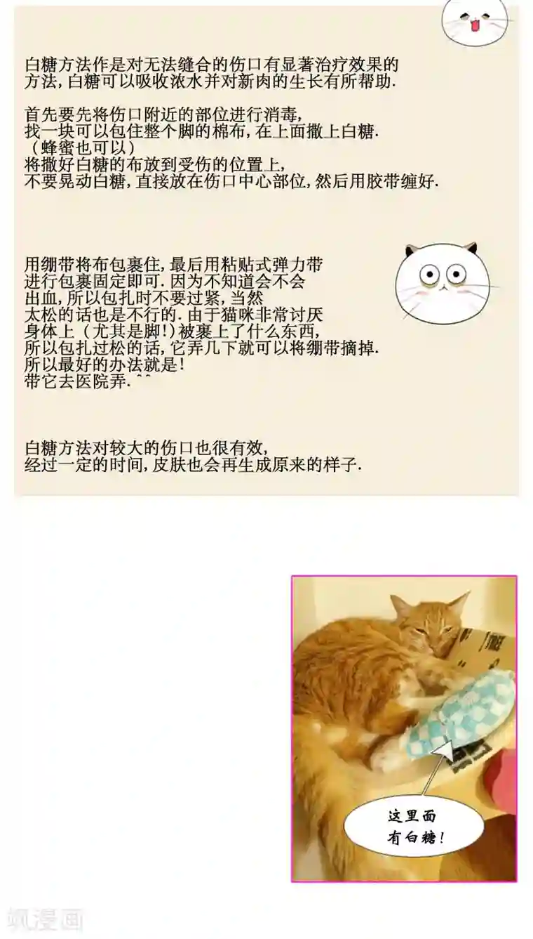 ICE-Cold要员的捡猫事件第77话