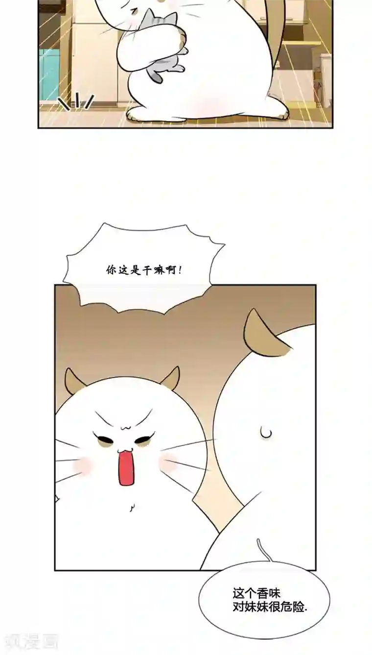 ICE-Cold要员的捡猫事件第79话