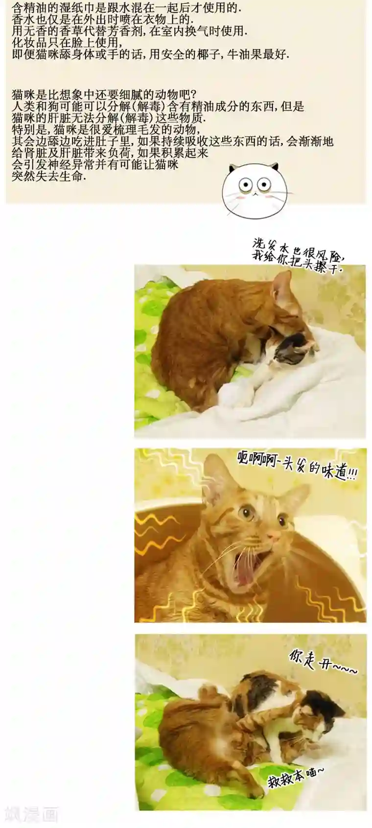 ICE-Cold要员的捡猫事件第79话