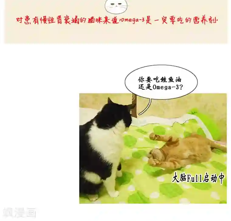 ICE-Cold要员的捡猫事件第80话