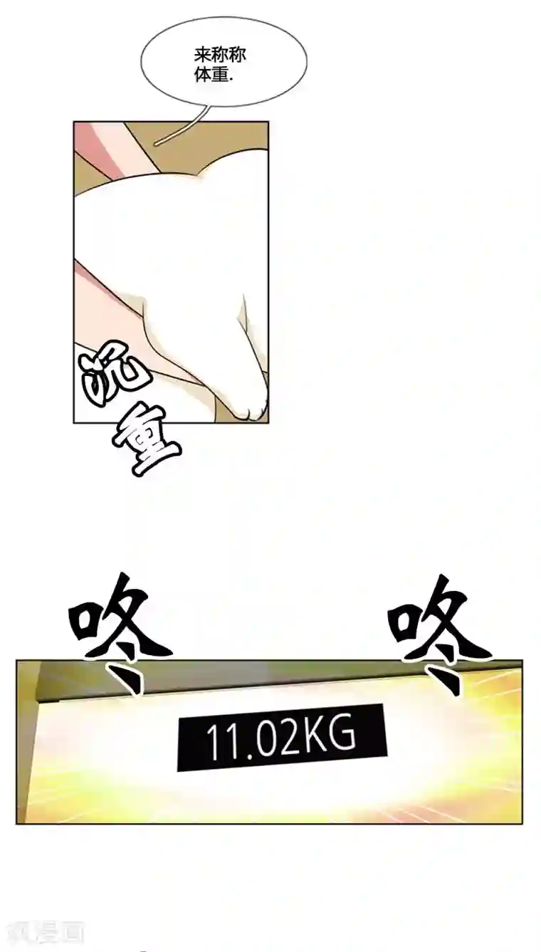 ICE-Cold要员的捡猫事件第81话