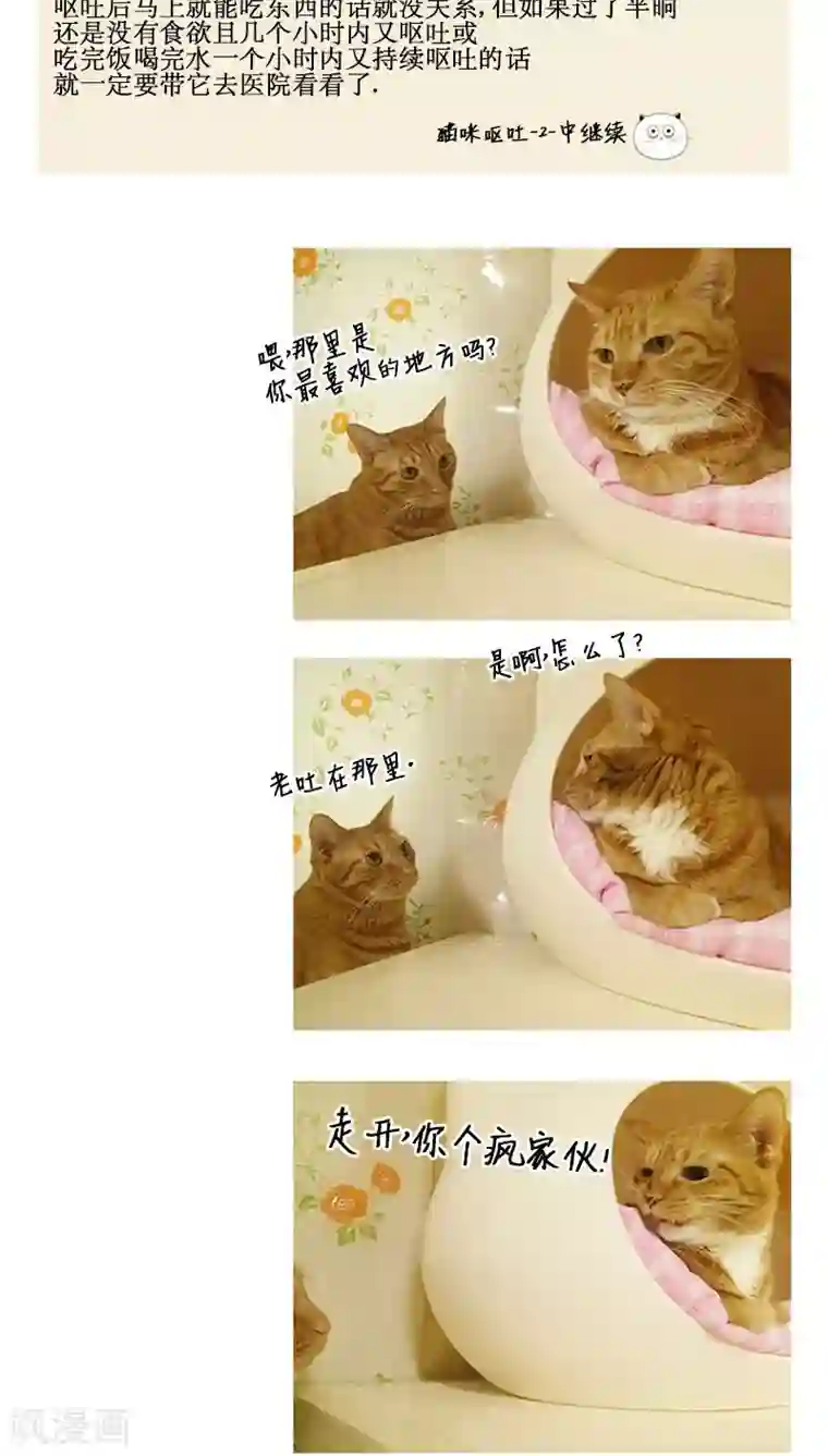 ICE-Cold要员的捡猫事件第81话