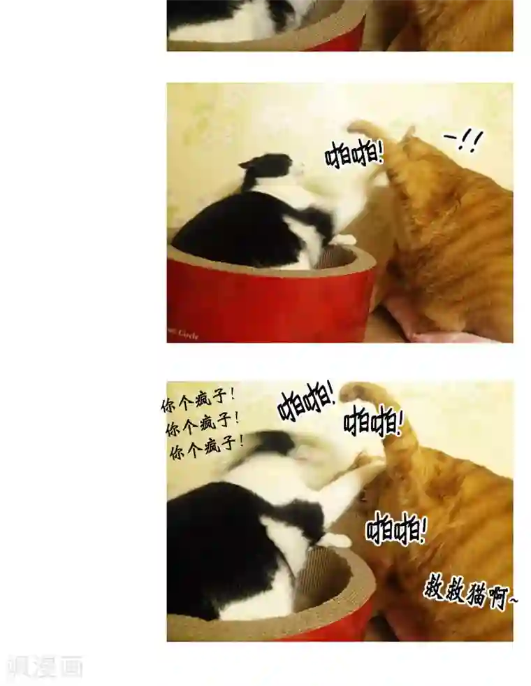ICE-Cold要员的捡猫事件第82话