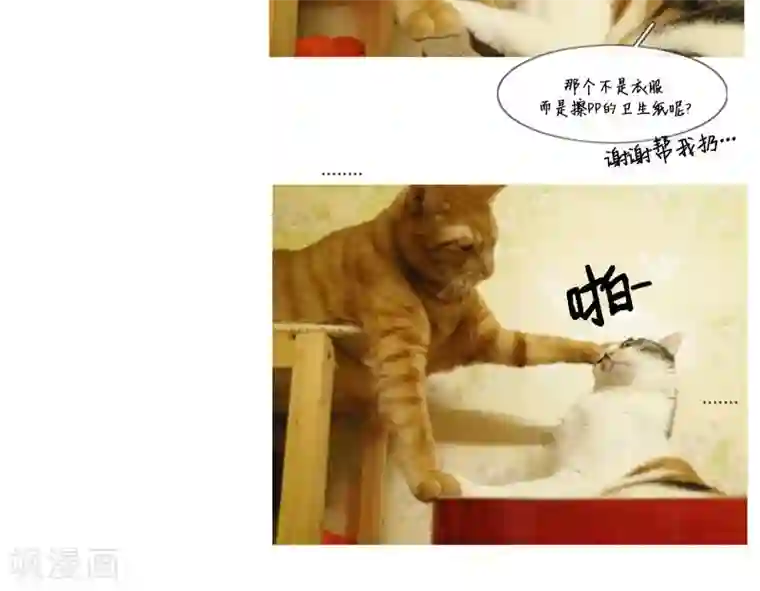 ICE-Cold要员的捡猫事件第84话