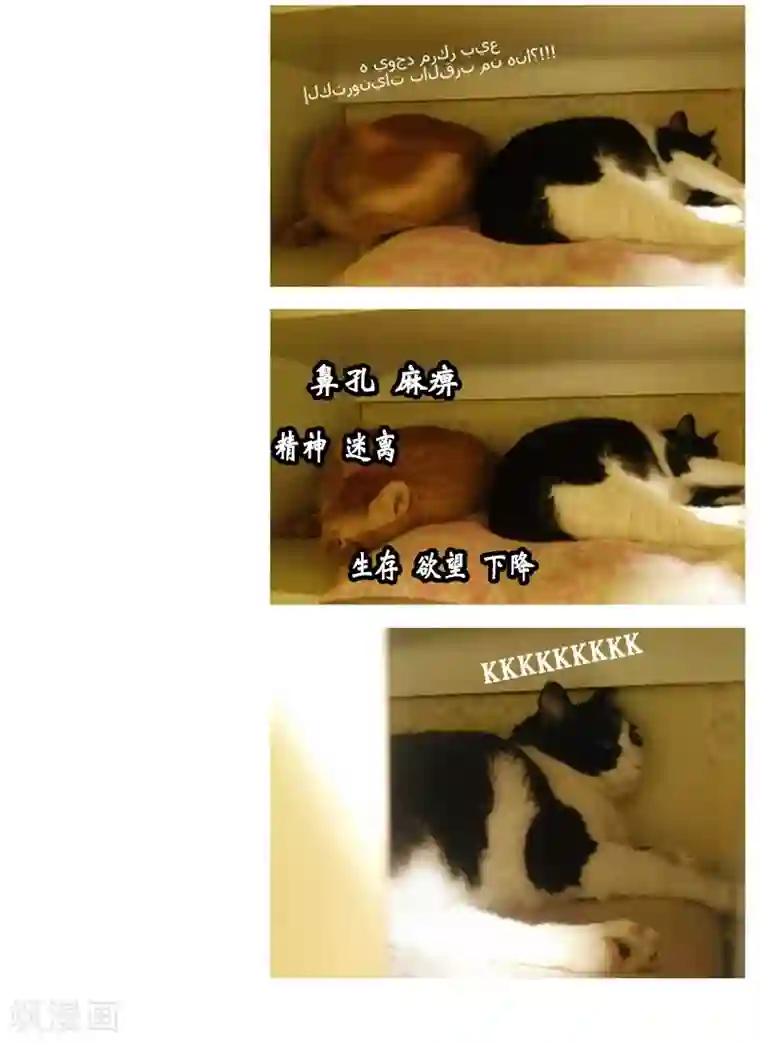 ICE-Cold要员的捡猫事件第85话