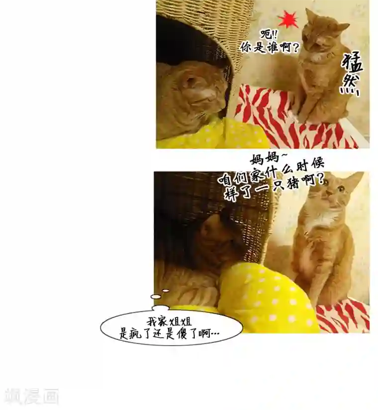 ICE-Cold要员的捡猫事件第88话