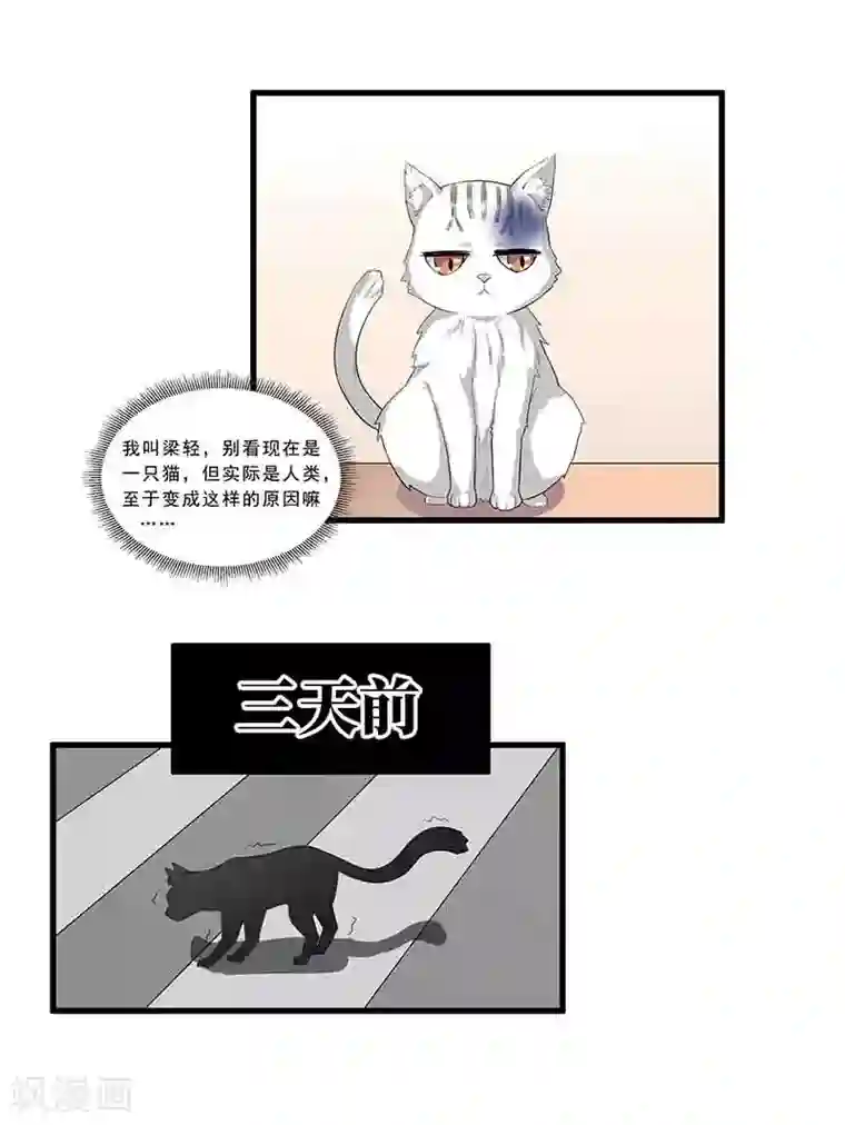 她是猫第1话 阿拉丁之猫的报恩