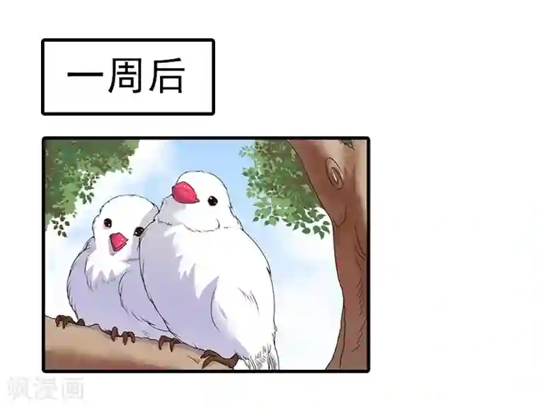 霸道顾少，请温柔第13话 我喜欢你！