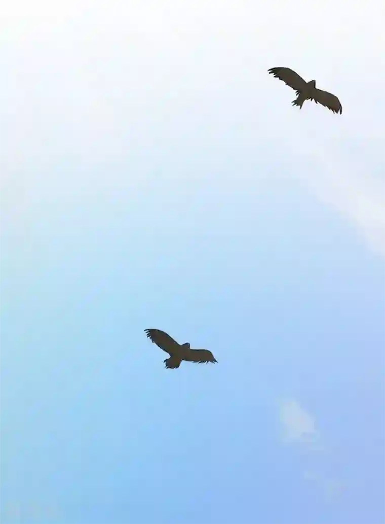 孙悟空和唐僧的肉车第9话