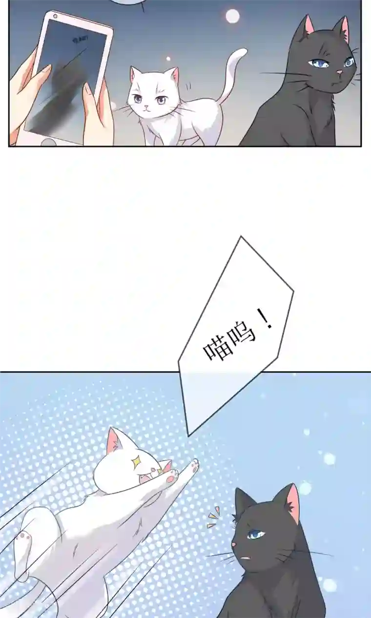 人气同桌是只猫第3话 人间极乐是喵咪