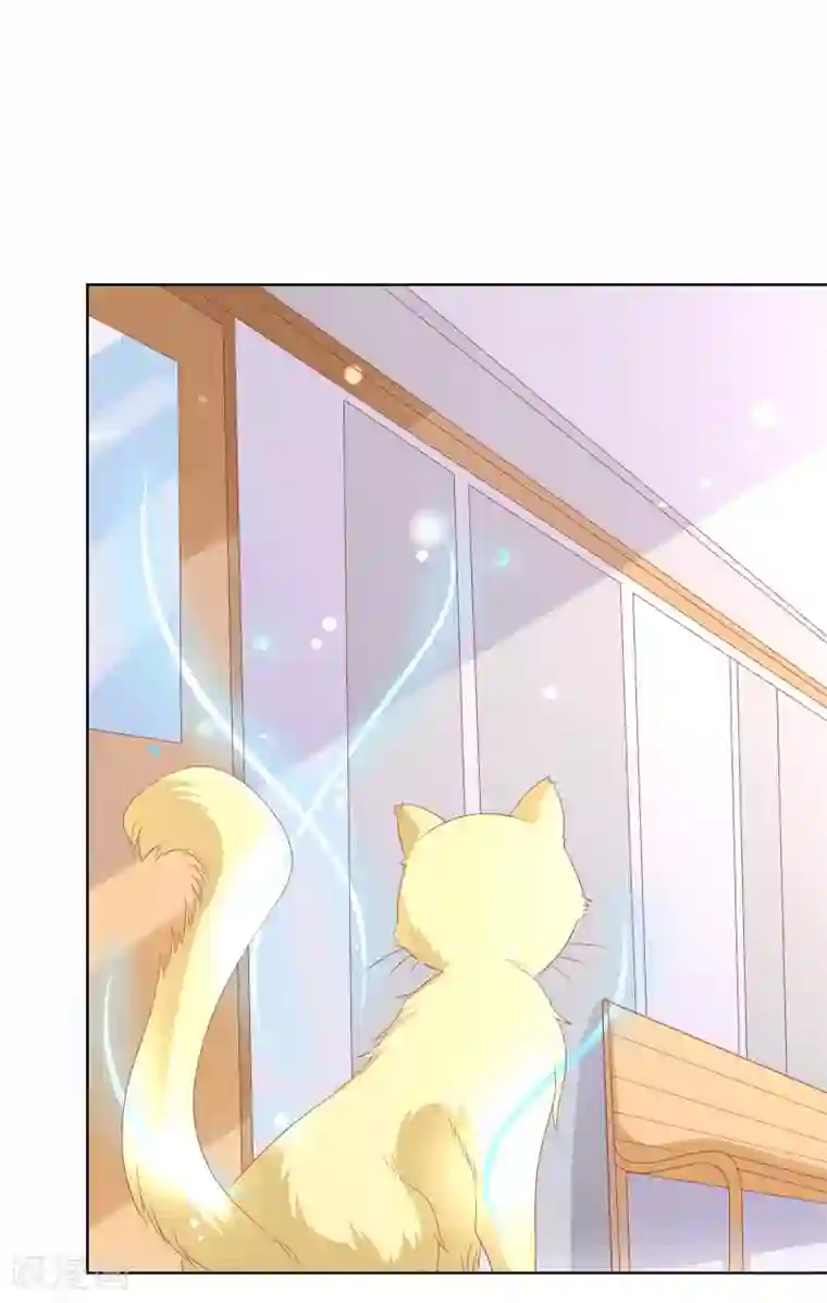 人气同桌是只猫第104话 金丝猫，公孙小姐！