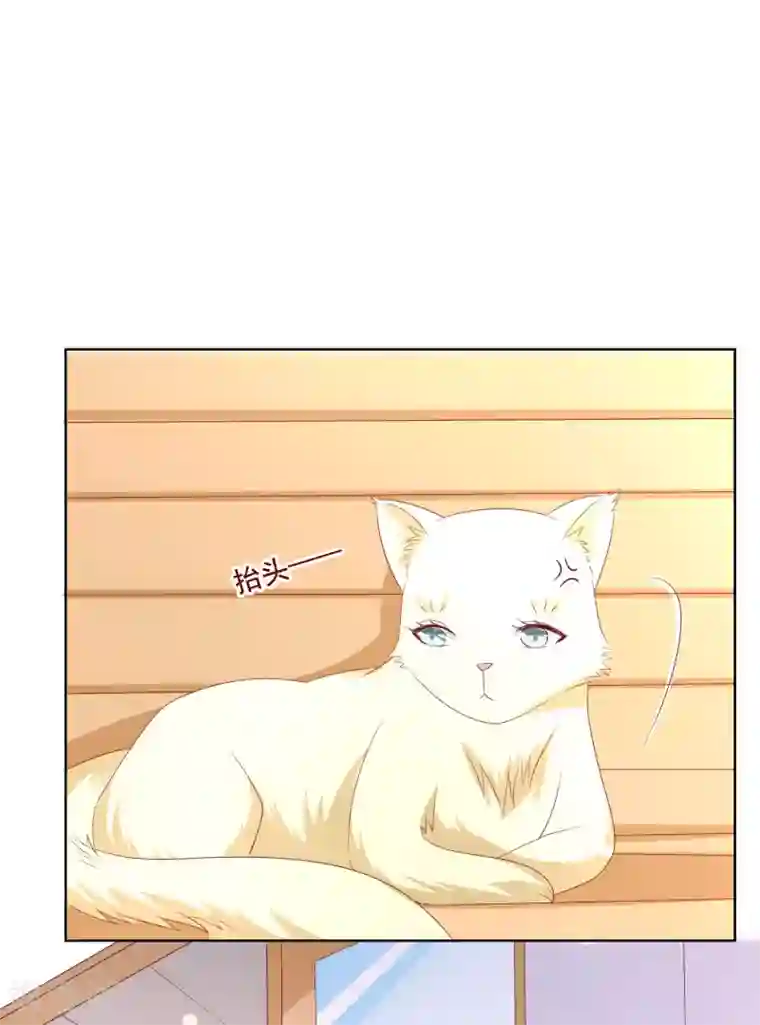 人气同桌是只猫第104话 金丝猫，公孙小姐！