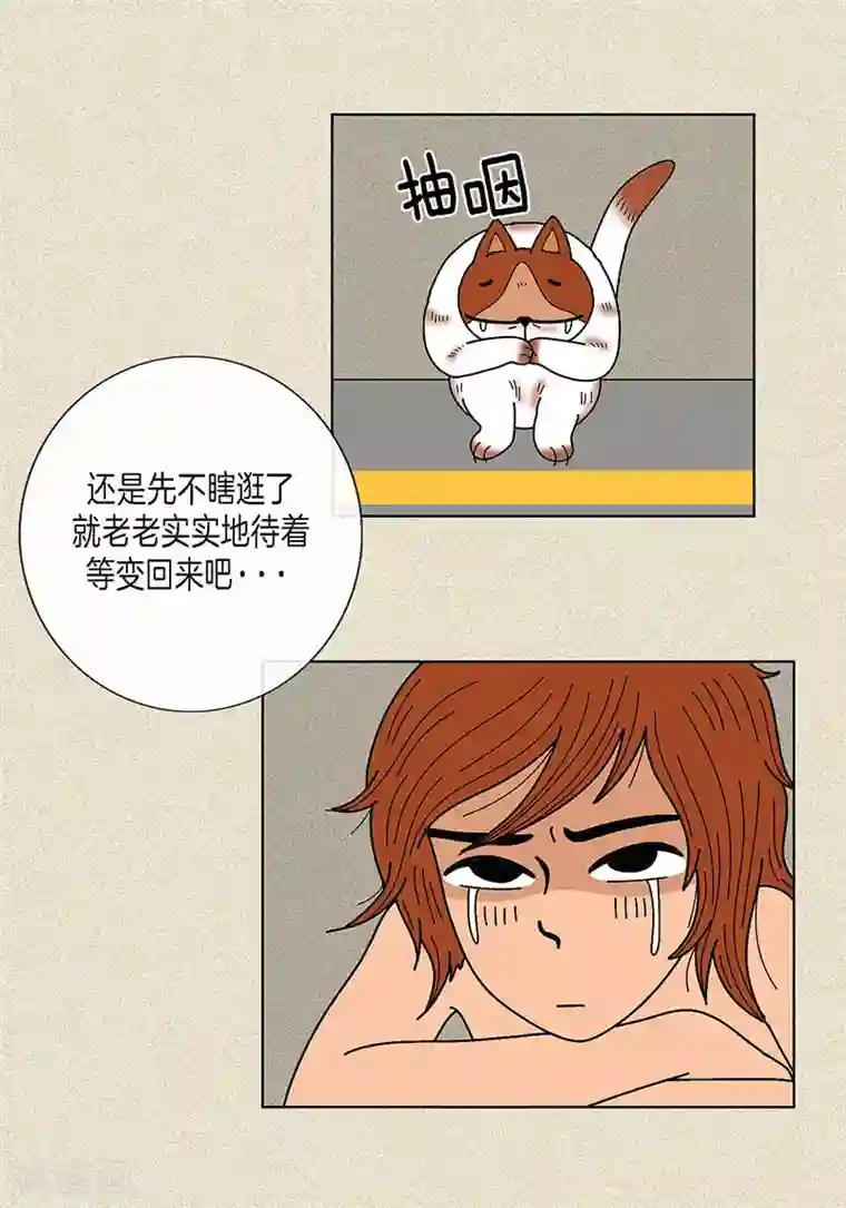 猫王子第8话 “流浪”喵