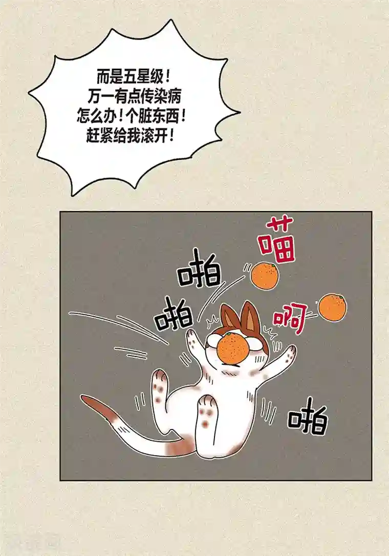 猫王子第8话 “流浪”喵