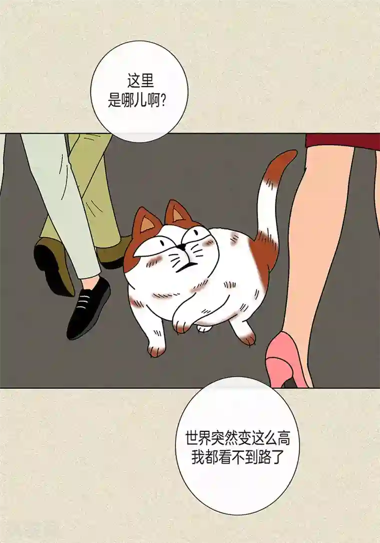 猫王子第8话 “流浪”喵