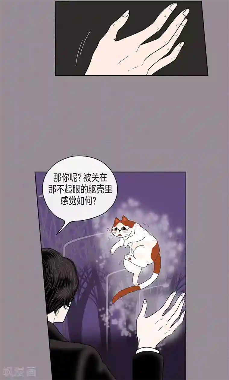 猫王子第70话 大难临头