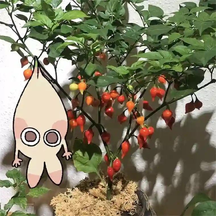 不切传说第28话 十二时辰