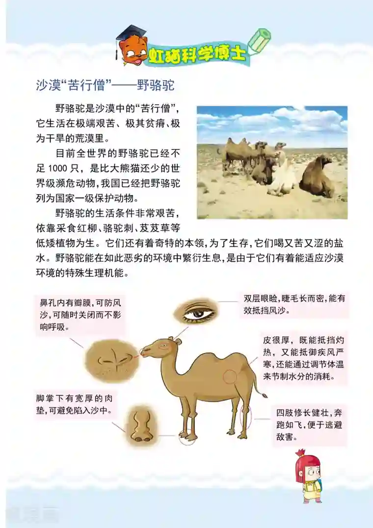 虹猫蓝兔漫画科学探险之罗布泊历险记第7话 解救野骆驼