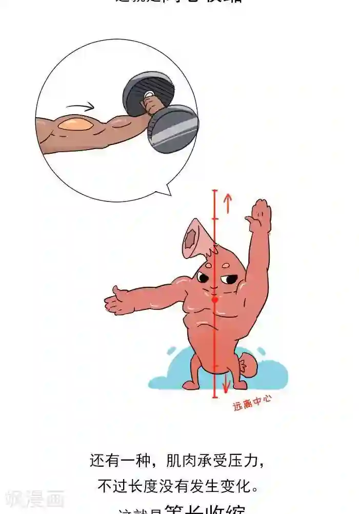 大牛健身漫画第11话 你对肌肉多了解？