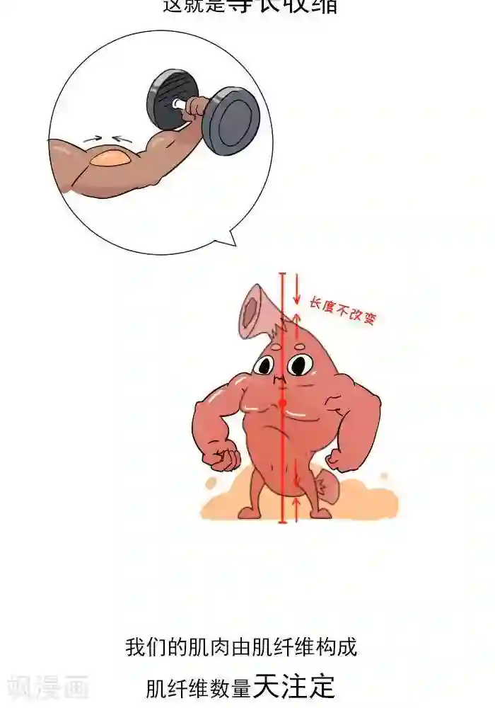 大牛健身漫画第11话 你对肌肉多了解？