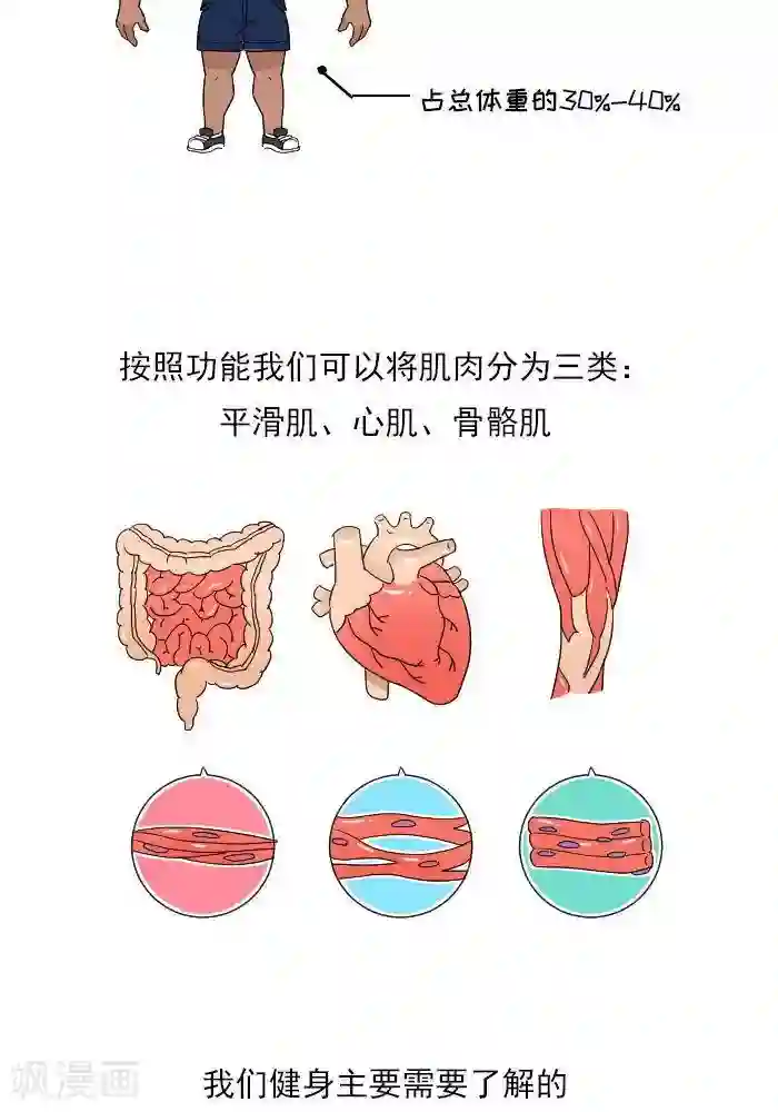 大牛健身漫画第11话 你对肌肉多了解？