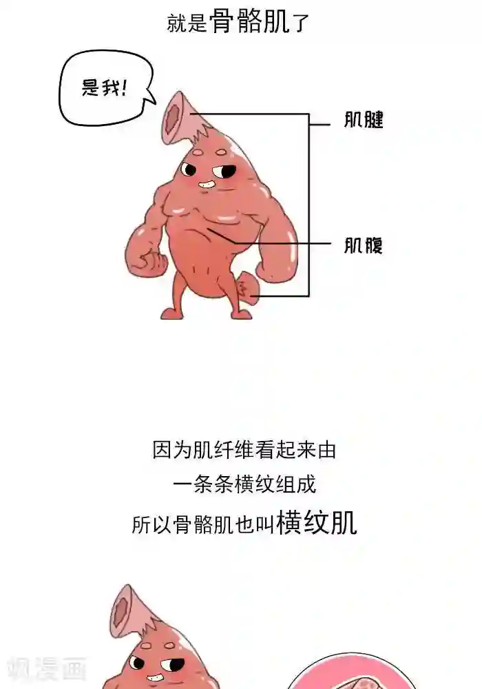 大牛健身漫画第11话 你对肌肉多了解？