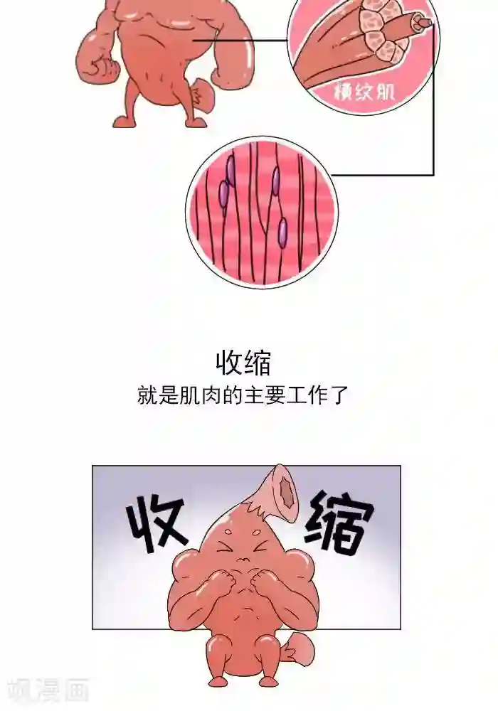 大牛健身漫画第11话 你对肌肉多了解？