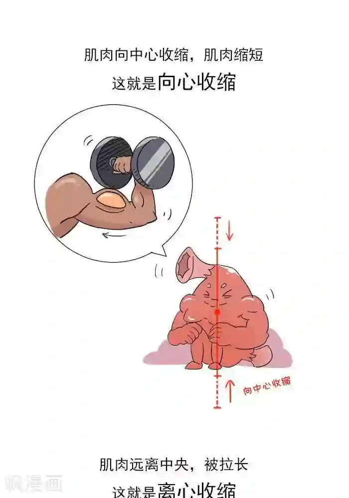 大牛健身漫画第11话 你对肌肉多了解？