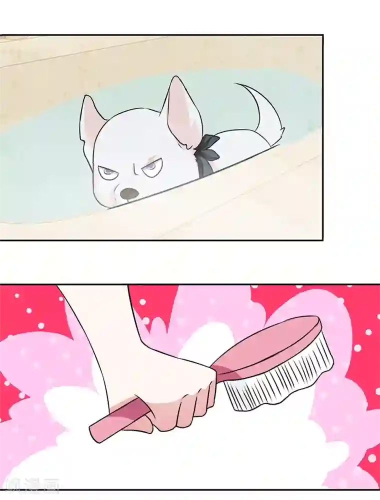 怦然心动的秘密第50话 腹黑总裁小野狗1