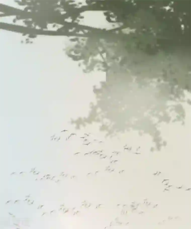 凤还朝，妖孽王爷请让道第25话 约会