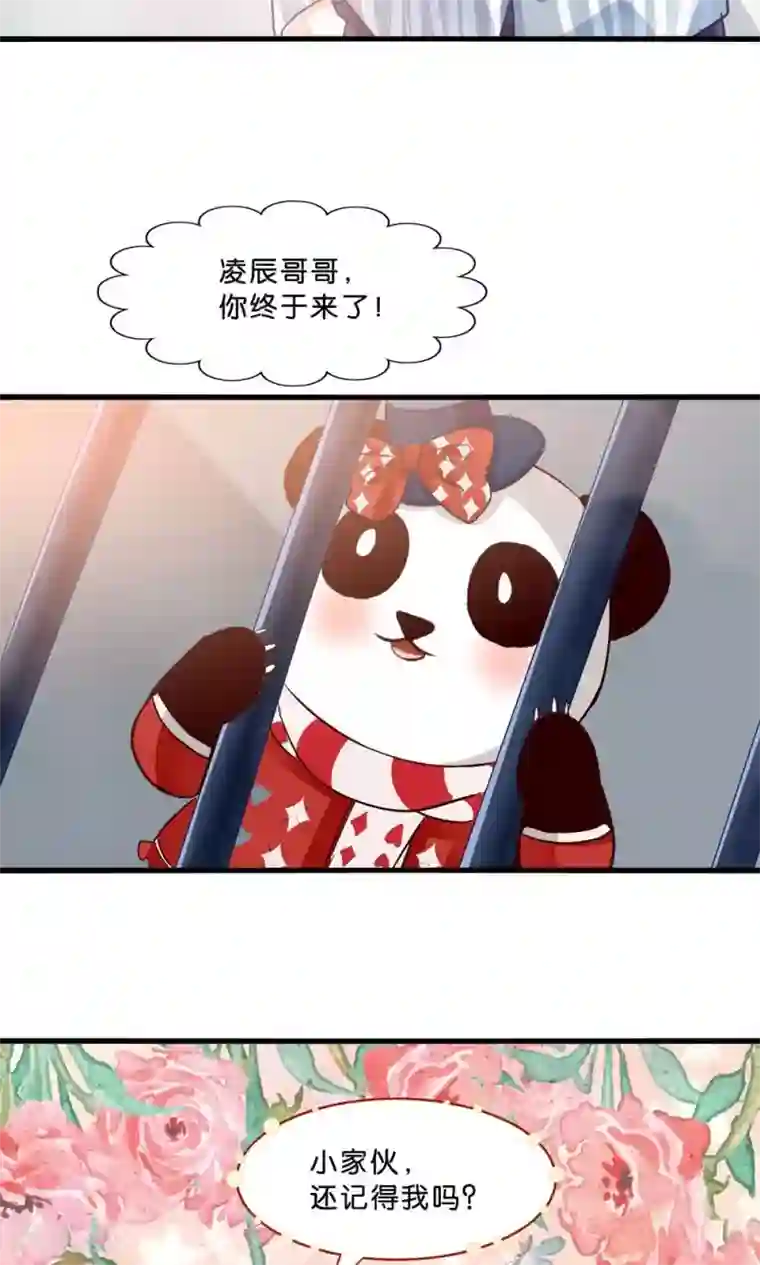 我被国宝盯上了第4话 萌熊拳出击！