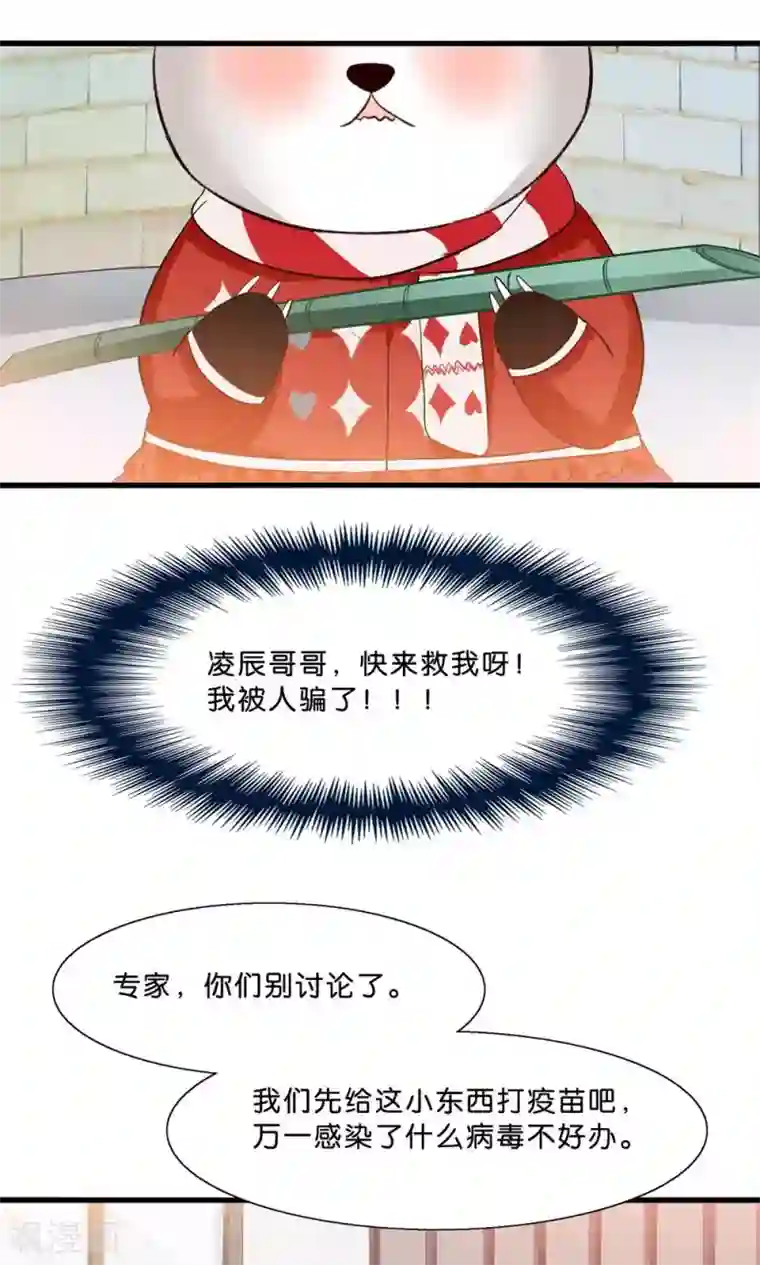 我被国宝盯上了第4话 萌熊拳出击！