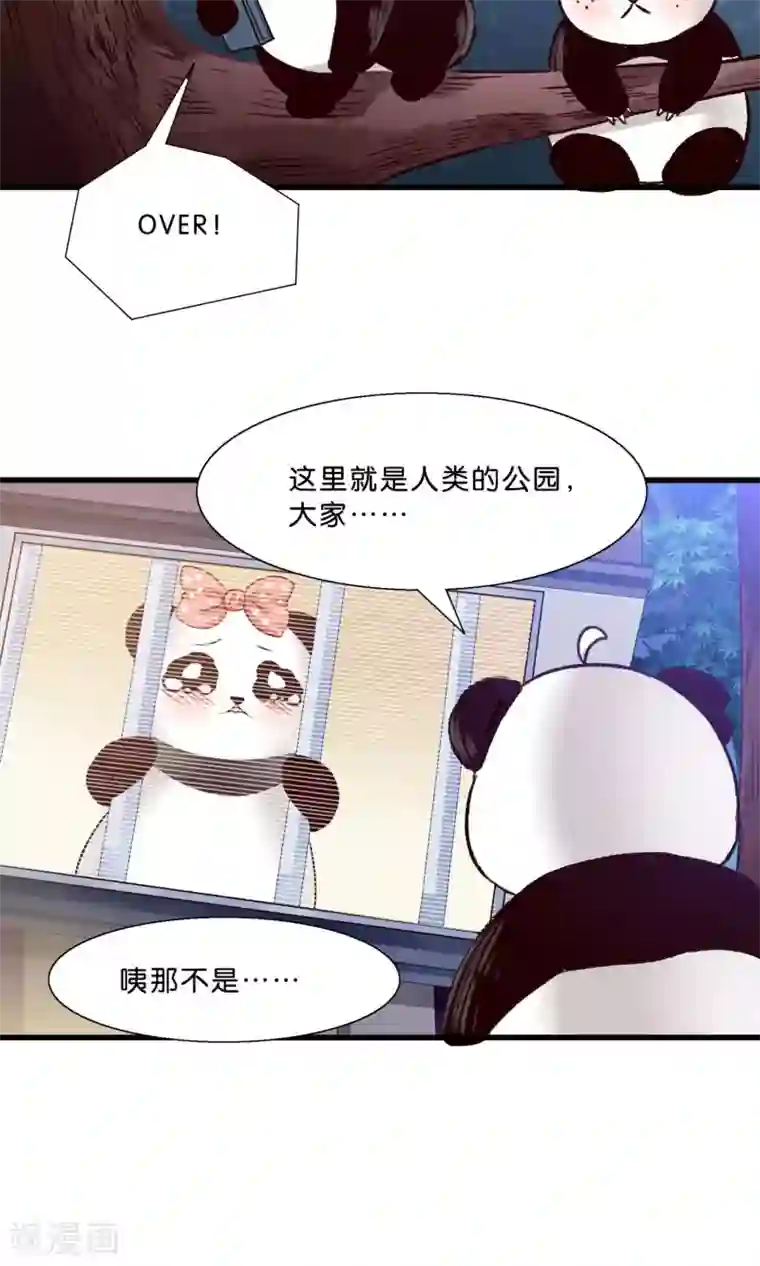 我被国宝盯上了第9话 情敌出现