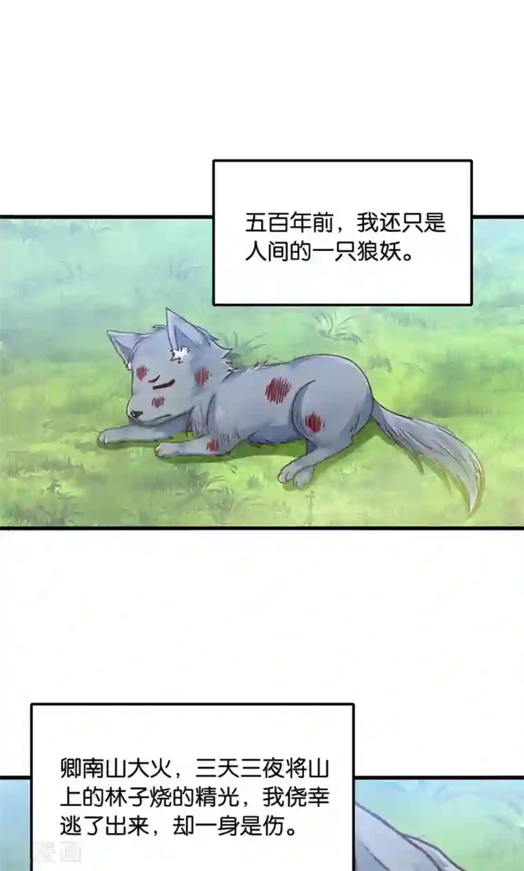 我被国宝盯上了第31话 小狼崽的前尘往事