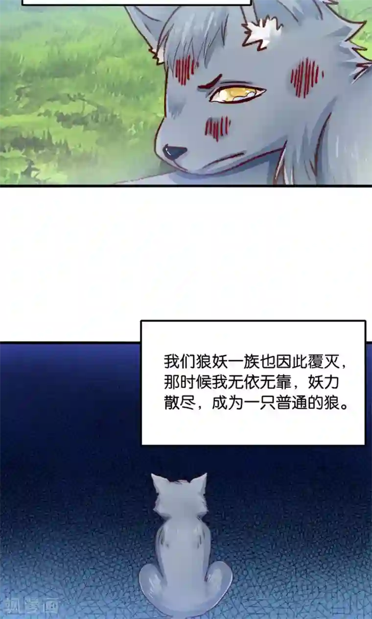 我被国宝盯上了第31话 小狼崽的前尘往事