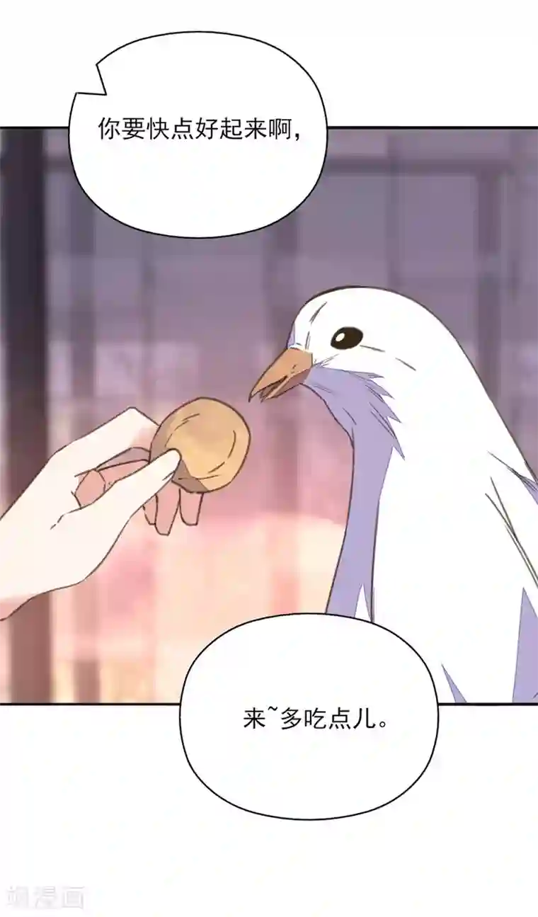 我的王妃有尾巴第36话 染血白鸽引猜忌