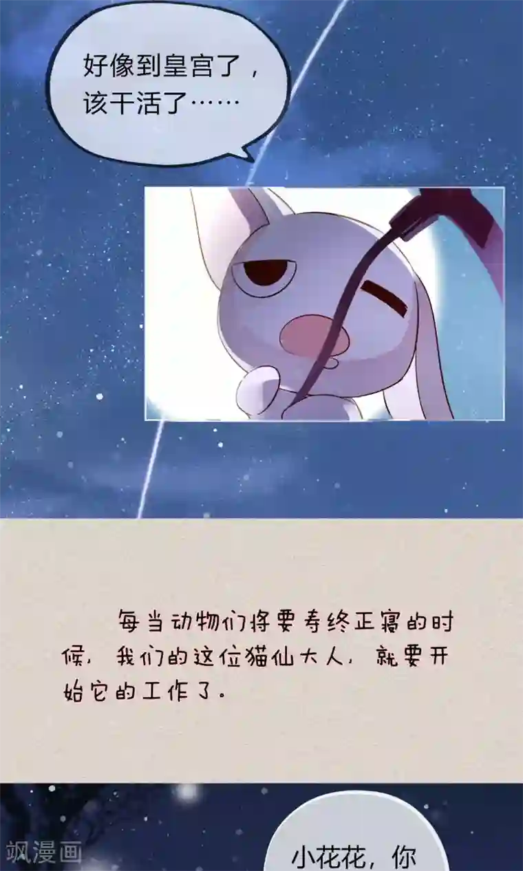 我的猫仙大人预告