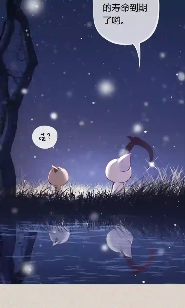 我的猫仙大人预告