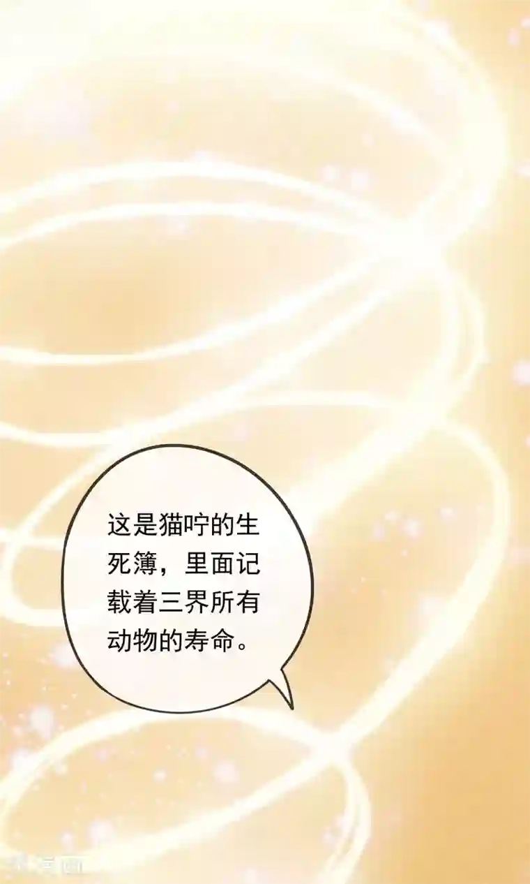 我的猫仙大人第19话 动物们的生死归我管