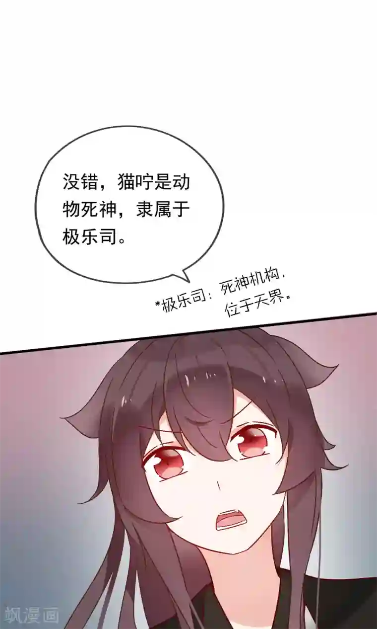 我的猫仙大人第19话 动物们的生死归我管