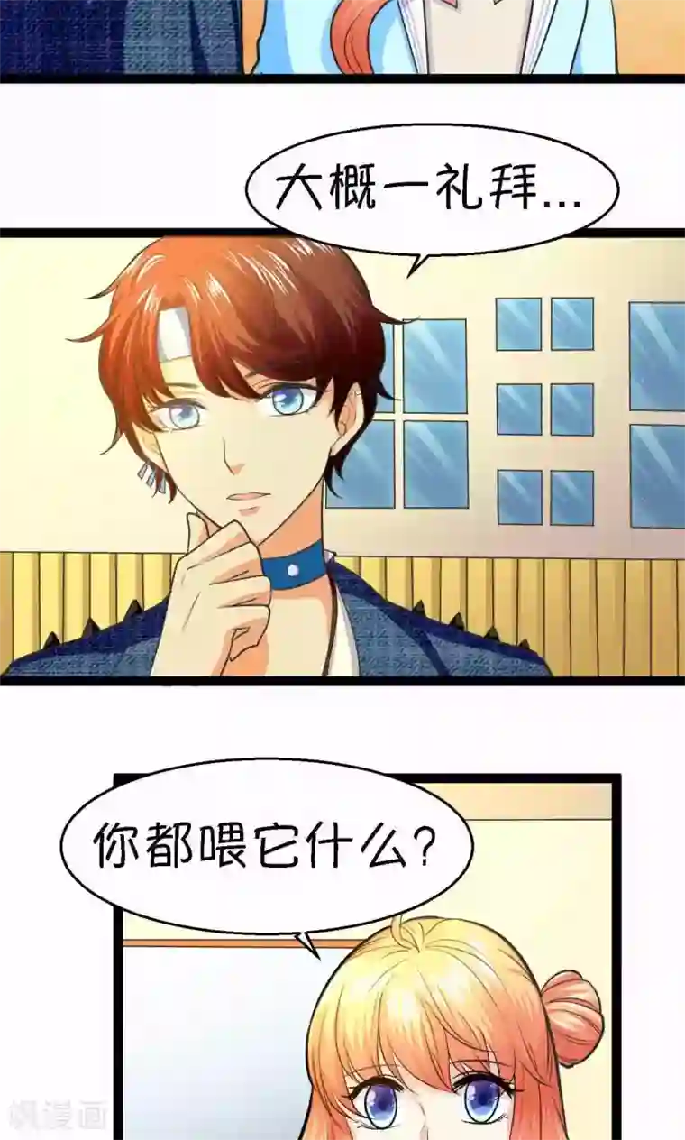 铲屎官也要谈恋爱第33话