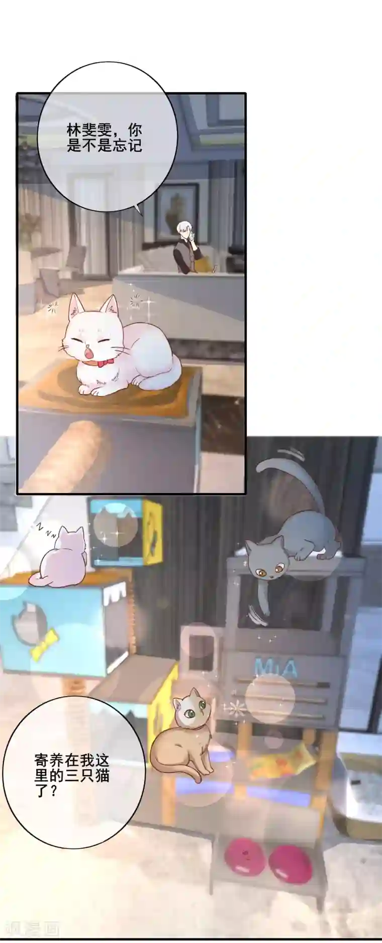 季总裁的偷心助理第47话 你还记得那几只猫么？