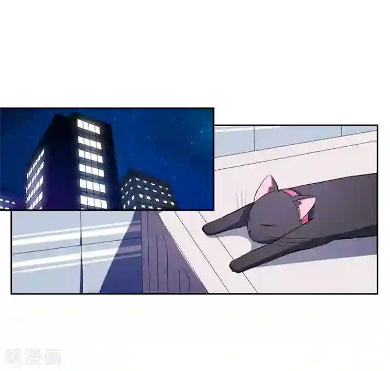 在下铲屎官：喵王在上第1话 夜遇死猫？