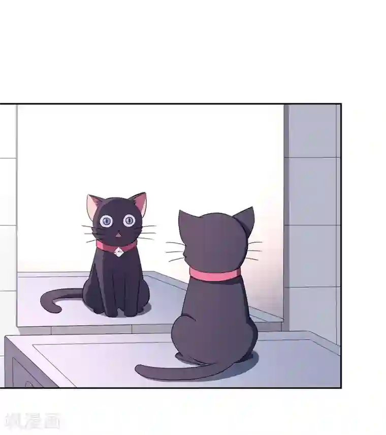 在下铲屎官：喵王在上第1话 夜遇死猫？