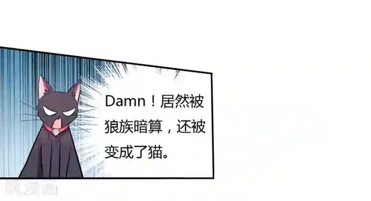 在下铲屎官：喵王在上第1话 夜遇死猫？