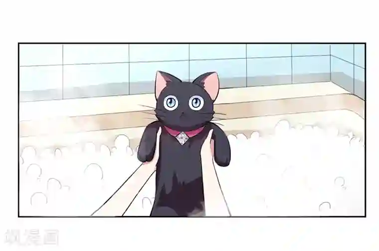 在下铲屎官：喵王在上第1话 夜遇死猫？