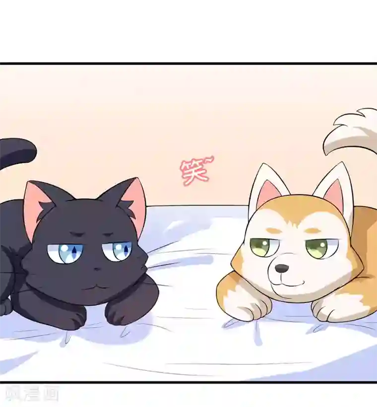 在下铲屎官：喵王在上第30话 林正英大人，求保佑！