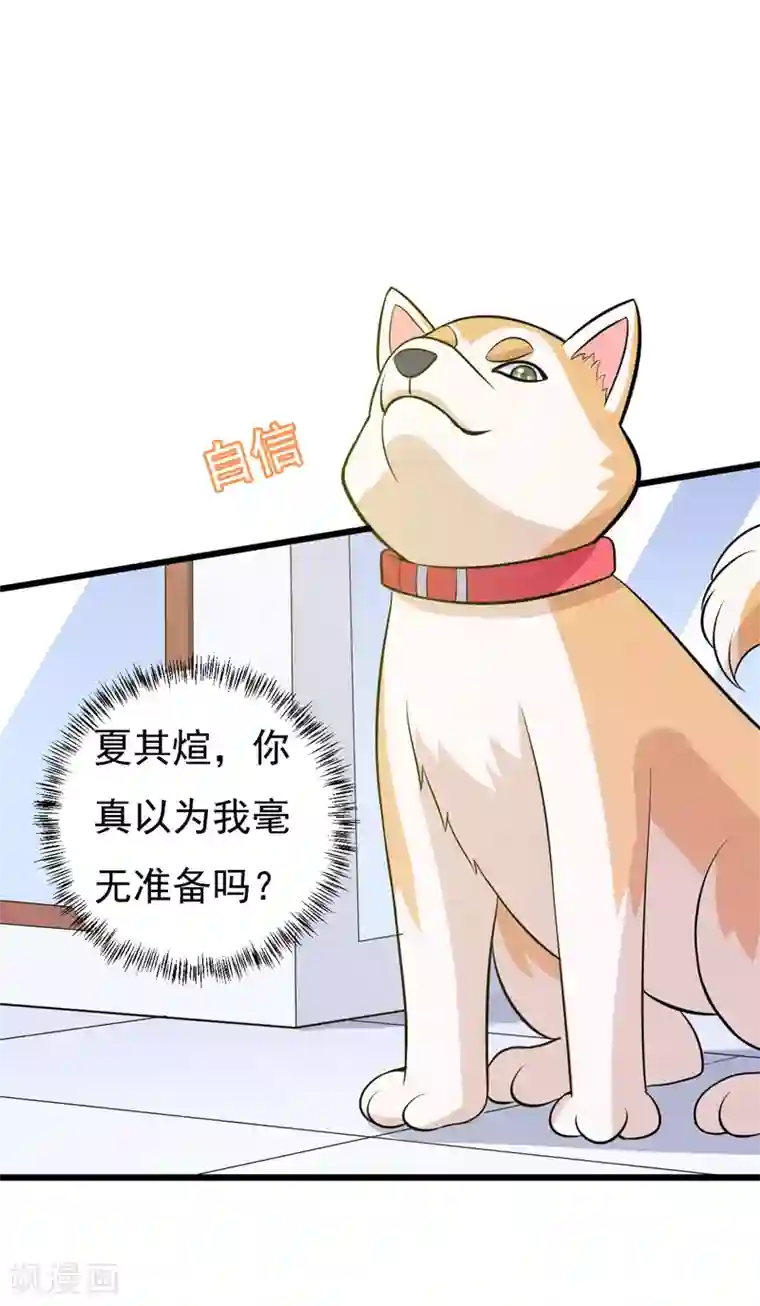 在下铲屎官：喵王在上第78话 委曲求全